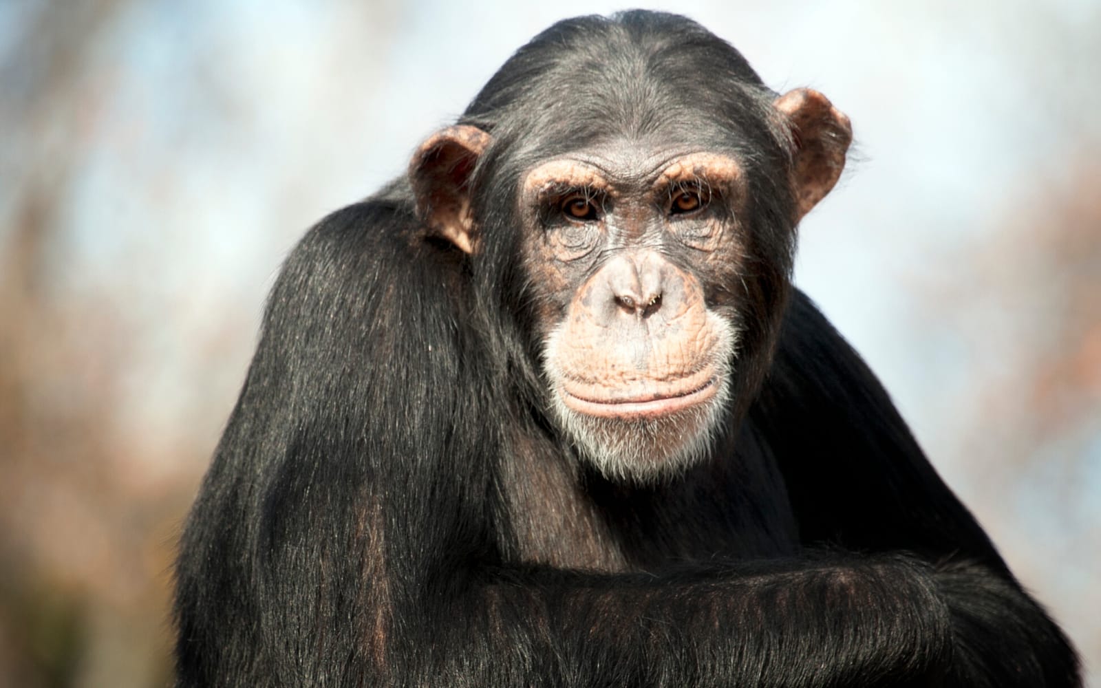 Chimpanzee shown on picture as bearer of the language gene FOXP2.